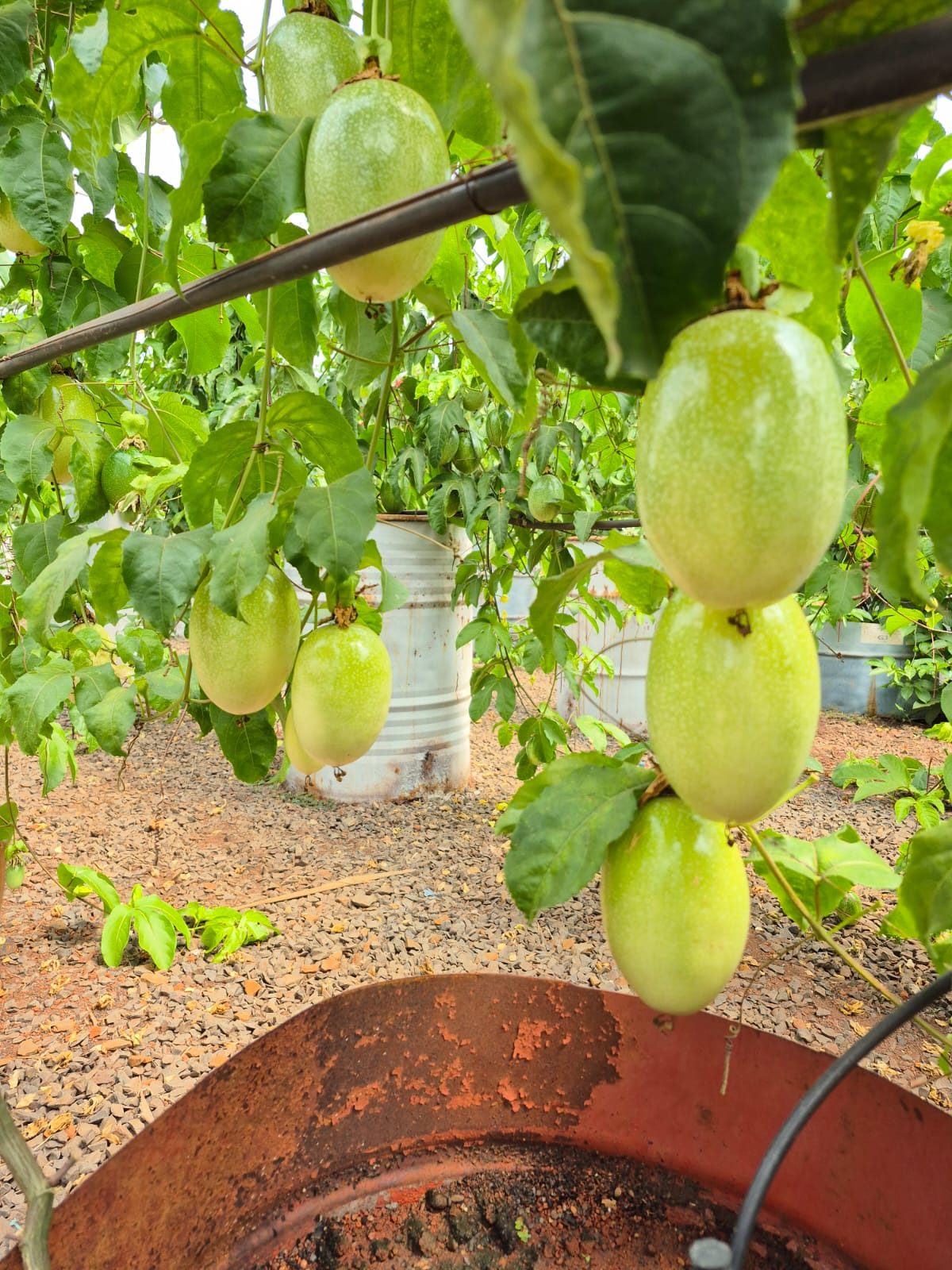 Maracujá no campo do Viveiro Flora Brasil
