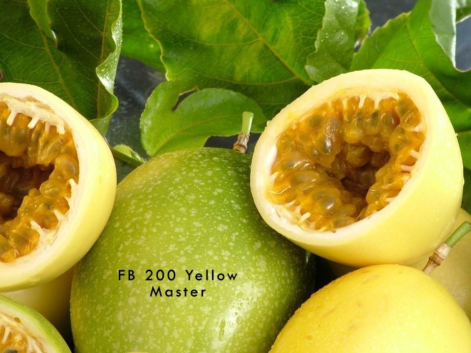 Frutos FB200 Yellow Master