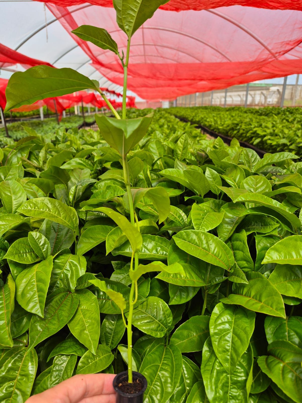 Muda enxertada de maracujá